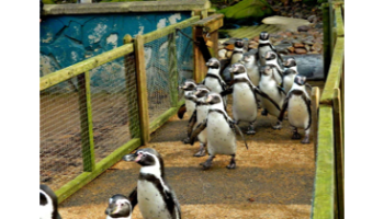 penguins penguins